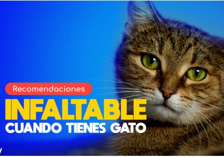 recomendaciones infaltable cuando tienes un gato