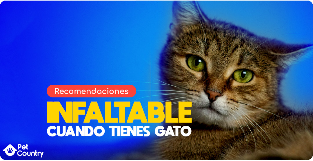 recomendaciones infaltable cuando tienes un gato