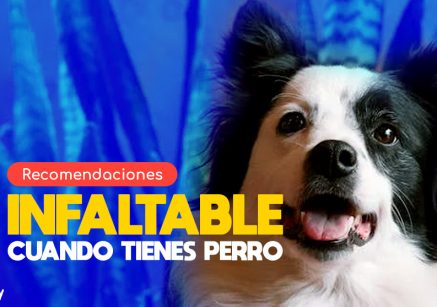 recomendaciones infaltable cuando tienes un perro