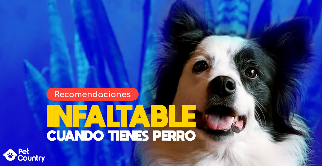 recomendaciones infaltable cuando tienes un perro