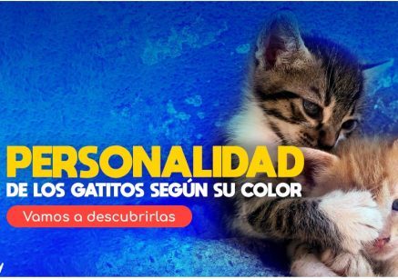 personalidad de gatitos segun su color
