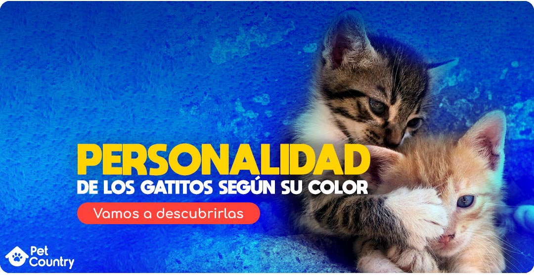 personalidad de gatitos segun su color