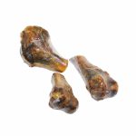 Rahue Humero Cerdo 3 und